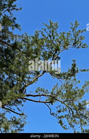 Casuarina tree banches (Casuarina equisetifolia) Stock Photo