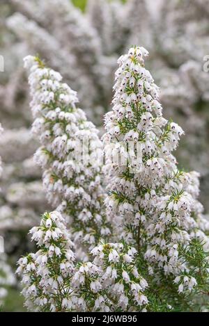 Erica Arborea (Tree Heather) flowering with masses of tiny white flowers in spring. Stock Photo