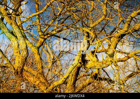 Willow tree, Weserbergland, Hesse, Germany Stock Photo
