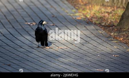 Rook walking  on the city pavement at the  sunny autumn afternoon. Bird presence in the city Stock Photo