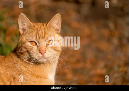 Portrait of a funny beautiful ginger fluffy cat with orange eyes. outdoors on autumn background. Cute domestic red tabby cat. copy space Stock Photo