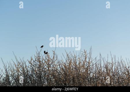Three birds resting on twigs, wild sparrows are sitting on canopy of fruit tree in bloom in spring Stock Photo
