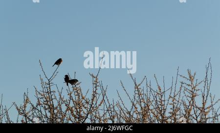 Three birds resting on twigs, wild sparrows are sitting on canopy of fruit tree in bloom in spring Stock Photo