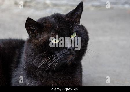 portrait of a big black cat with green eyes Stock Photo