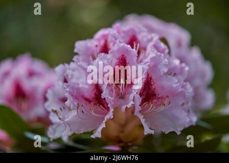 Pink Rhododendron caucasicum hybridum Prince Camille de Rohan