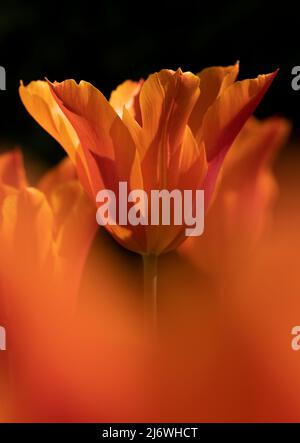 Bright orange Tulip flowers in full bloom in an English garden. Stock Photo