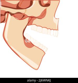 open mouth side view drawing