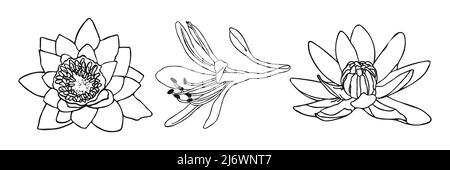 Lily flower minimal botanical drawing. Vector set of floral elements for design. Doodle set element. Illustration vector graphic. Stock Vector