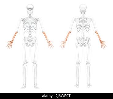 Skeleton Forearms Human hand front view with two arm poses with partly transparent bones position. 3D realistic flat natural color concept Vector illustration of anatomy isolated on white background Stock Vector