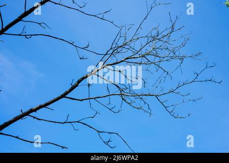 Tree branch without leaves on a background of blue sky. Early spring Stock Photo