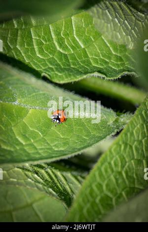 Ladybird insect on green leaves. Stock Photo