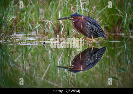 stalking green heron (Butorides virescens) reflecting in water, Maquenque Eco Lodge, Costa Rica, Central America Stock Photo