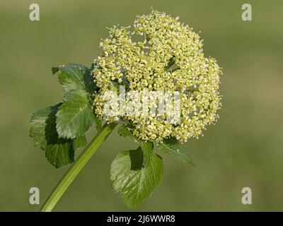 Alexanders, Smyrnium olusatrum, flower head  Norfolk, April Stock Photo
