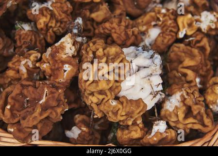 Gyromitra gigas.Full frame basket with spring mushrooms, top view. Stock Photo
