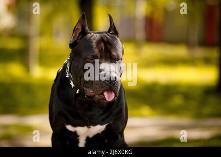 Black American Pit Bull Terrier outdoors Stock Photo