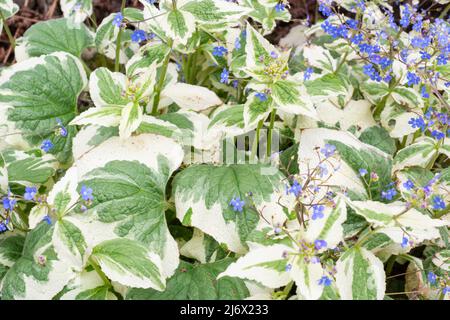 Brunnera macrophylla 'Dawson's White' Stock Photo