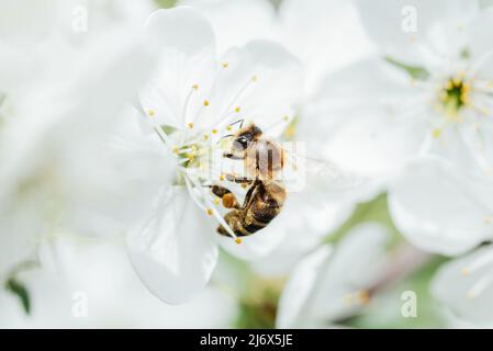close up of honey bee collecting bee pollen from blossom. Bee collecting honey. Summer and spring backgrounds, White cherry blossoms Flying insect Stock Photo