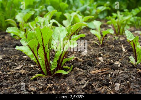Young multi-sown F1 Pablo beetroot plants growing in a no-dig style vegetable garden in spring. Stock Photo