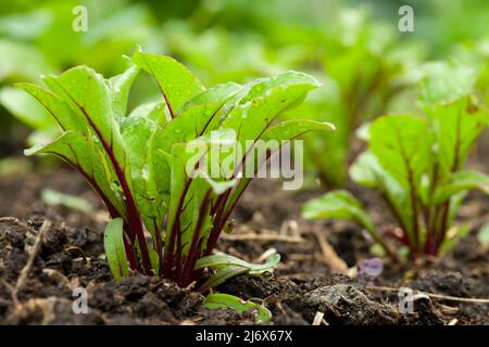 Young multi-sown F1 Pablo beetroot plants growing in a no-dig style vegetable garden in spring. Stock Photo