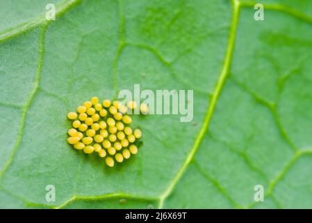 Large white cabbage butterfly eggs on the underside of a broccoli leaf. Stock Photo