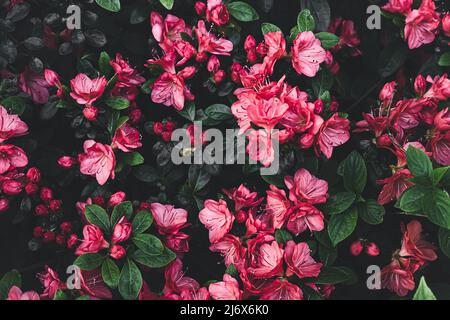 Beautiful pink flowers in the spring garden, as a beautiful natural background Stock Photo