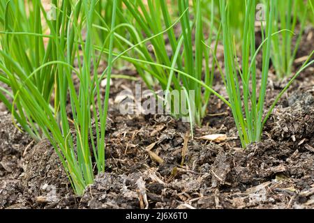 Young multi-sown spring onions growing in a no-dig style vegetable garden in spring. Stock Photo