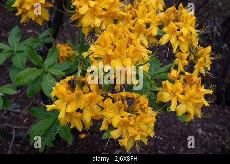 Rhododendron Luteum Sweet, Yellow Azalea or Honeysuckle Azalea blooming flowers in the family Ericaceae. Stock Photo