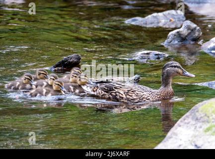 Mallard hen duck and ducklings have a trip up the River Almond in  Almondell Country Park, West Lothian. Stock Photo