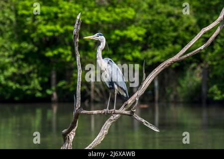 Grey heron (Ardea cinerea) perched in dead tree in pond / lake Stock Photo