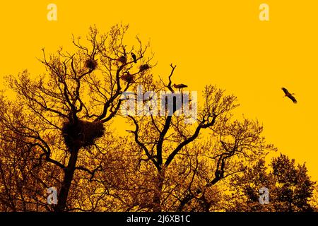 White storks (Ciconia ciconia) nesting in tree at great cormorants (Phalacrocorax carbo) colony silhouetted against orange sunset sky in spring Stock Photo
