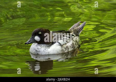 Immature common goldeneye (Bucephala clangula) male swimming in lake in spring Stock Photo