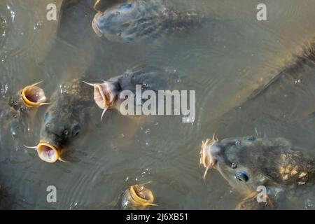 Eurasian carps / European carps / common carp (Cyprinus carpio) shoal breathing and surfacing with big open mouths for food in pond Stock Photo