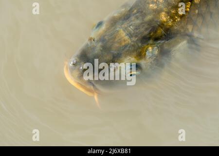 Eurasian carp / European carp / common carp (Cyprinus carpio) surfacing for food in pond Stock Photo
