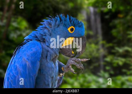 Hyacinth macaw / hyacinthine macaw (Anodorhynchus hyacinthinus) parrot native to central and eastern South America Stock Photo