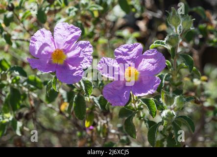 Flowers of Cistus creticus Stock Photo