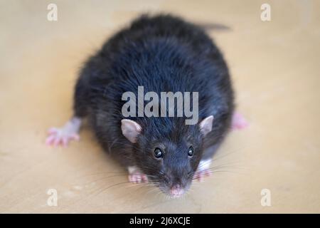 Black rat on the table close up portrait Stock Photo