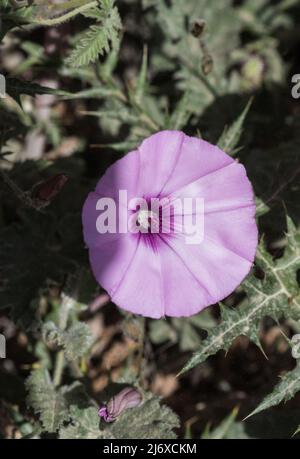 The purple bindweed (Convolvulus althaeoides) Stock Photo