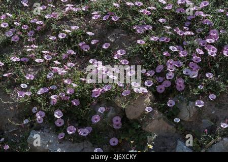 The purple bindweed (Convolvulus althaeoides) Stock Photo