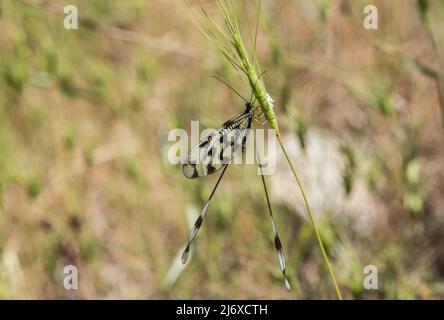 Resting Threadwing Antlion (Nemoptera sinuata) Stock Photo
