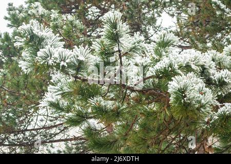 Branches and needles of a pine tree are covered with a layer of fresh snow Stock Photo