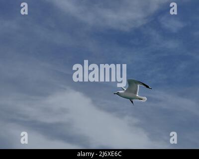 one seagull flying overhead with clouds in blue sky Stock Photo