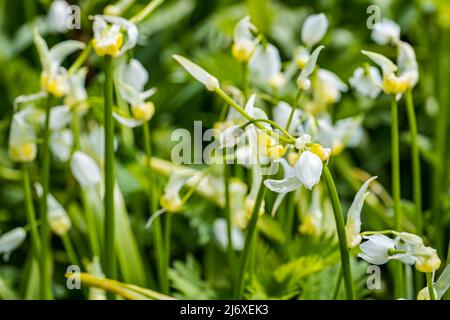 Close up of wild leeks, ramps or ransons (Allium tricoccum) which can be foraged for cooking, Scotland, UK Stock Photo