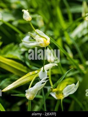 Close up of wild leeks, ramps or ransons (Allium tricoccum) which can be foraged for cooking, Scotland, UK Stock Photo