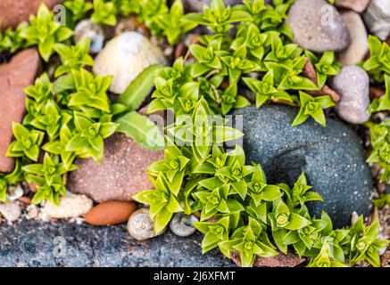 Close up of sea sandwort (Honckenya peploides, sea chickweed, sea pimpernal,  sea purslane) which can be foraged for cooking, Scotland, UK Stock Photo