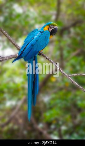 Blue and yellow macaw on tree in Colombia. Stock Photo