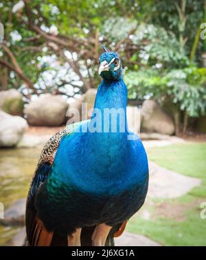 Portrait of a blue peacock. Stock Photo