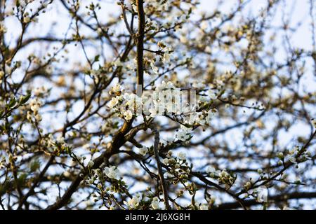 Close up of decorative cherry flowers in small clusters on a cherry tree branch Stock Photo
