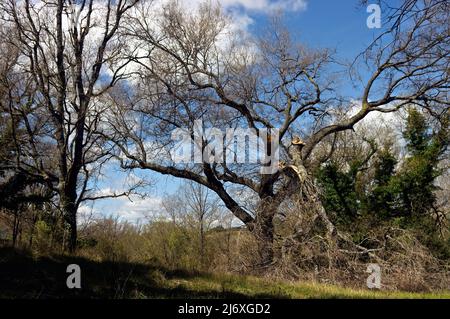 Broken branch of an oak in a very old forest of Benasal in Castellón. Stock Photo
