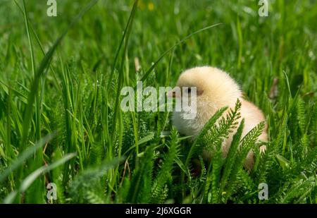 Small newborn chick stands on green grass. Spring mood. Background for an Easter greeting or a postcard.  Stock Photo