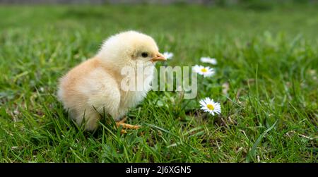 Small newborn chick stands on green grass next to white flowers. Spring mood. Background for an Easter greeting or a postcard Stock Photo